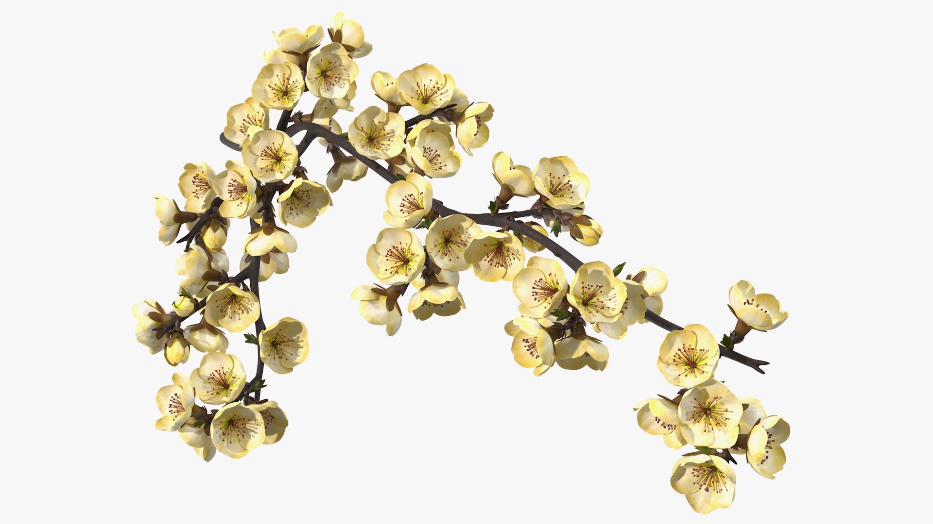 Tree Branch with Yellow Flowers 3D model preview
