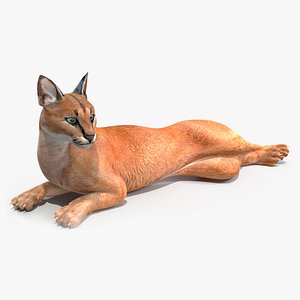 Caracal Rigged for Maya 3D model