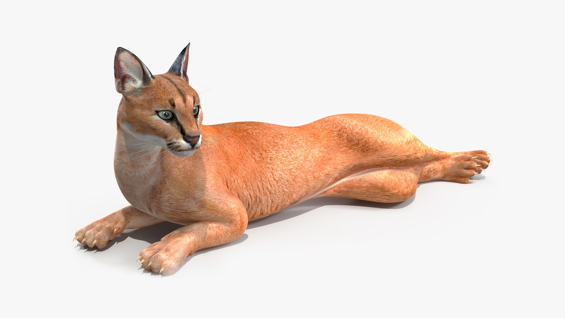 Caracal Rigged for Maya 3D model preview