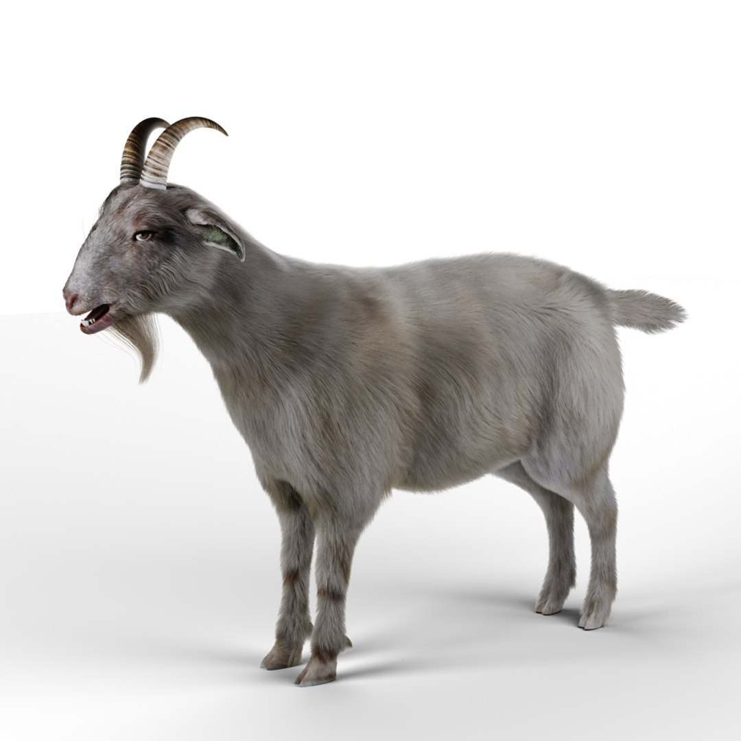 3D Model Fur Goat 02 Rigged In Blender - TurboSquid 1943407