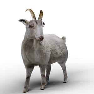 3D model Fur Goat 02 Rigged in Blender