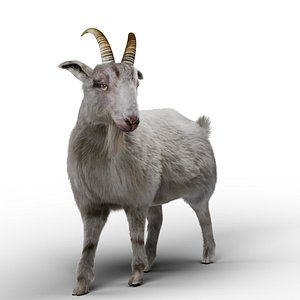 Fur Goat 02 Rigged in Blender