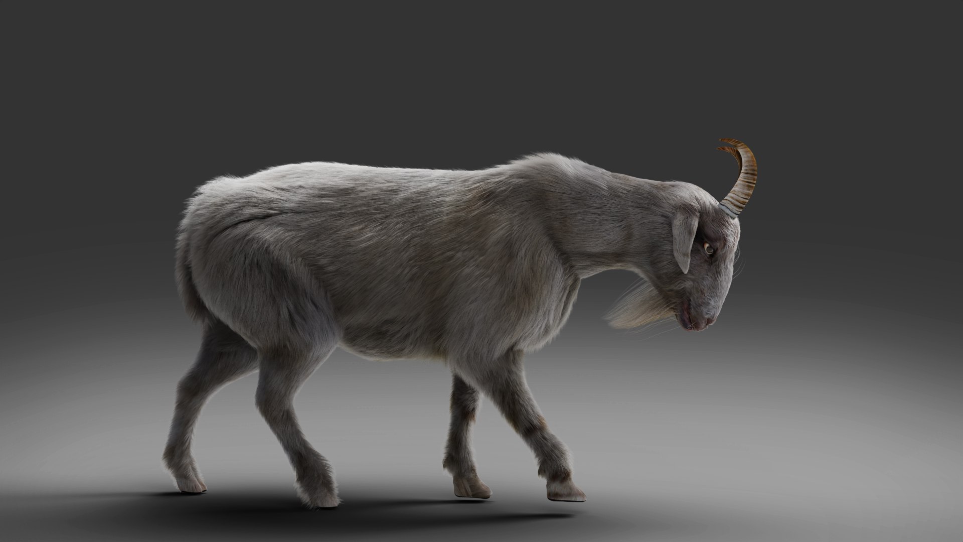 3D Model Fur Goat 02 Rigged In Blender - TurboSquid 1943407