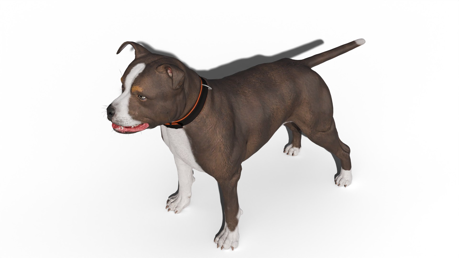 Pitbull 3D Model - TurboSquid 2445543