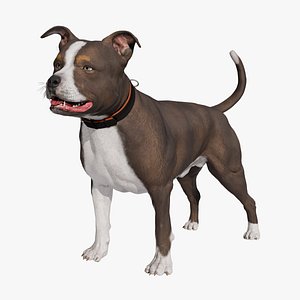 Pitbull 3D model