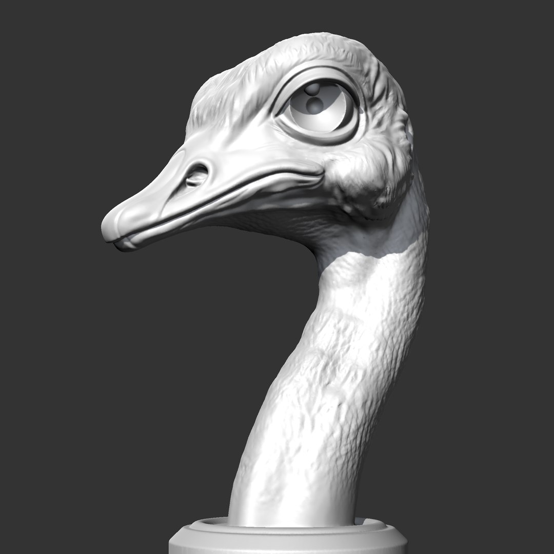 Ostrich Head AM31 3D Print Model 3D Model - TurboSquid 2223349