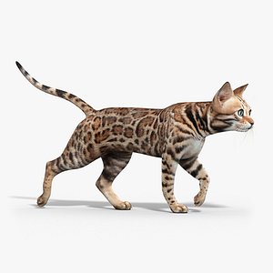 Bengal cat(ANIMATED)