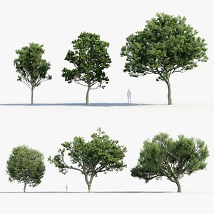 3D Quercus ilex Holm oak