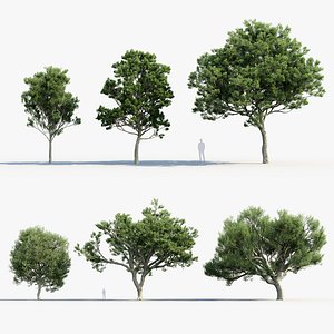 Quercus ilex Holm oak