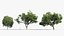 3D Quercus ilex Holm oak