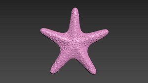 Starfish Sea Star 3D