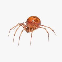 Orb Weaver Spider