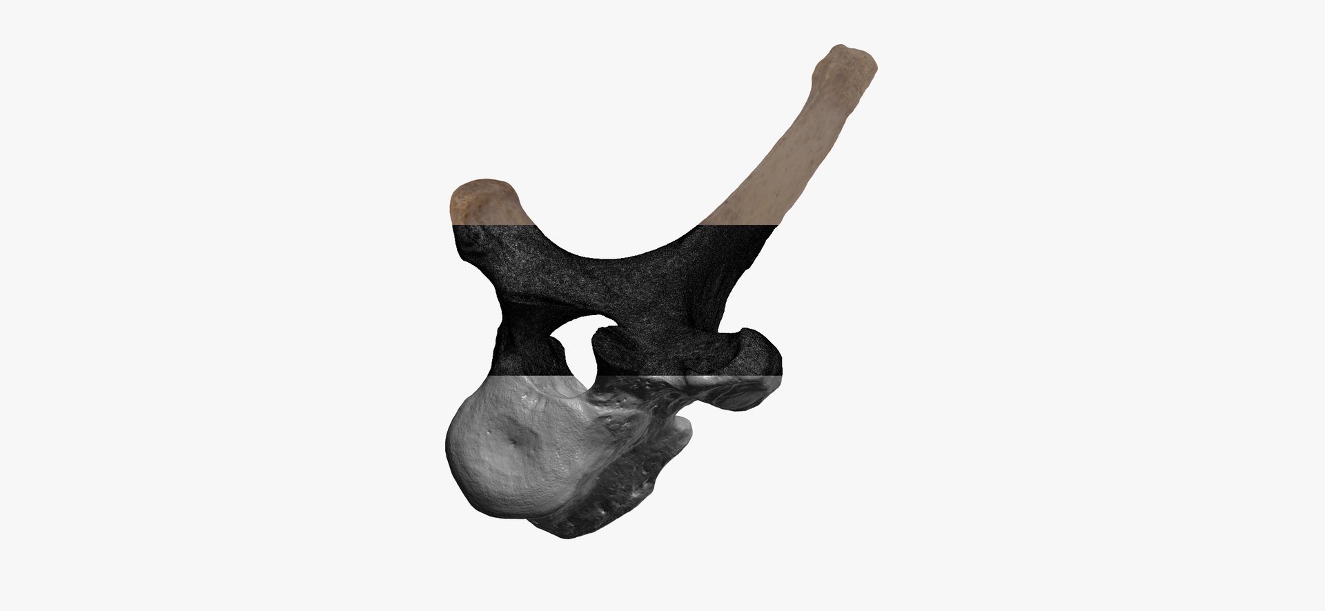3D Bear (Ursus) Thoracic Vertebrae T6 RAW Scan - TurboSquid 1862027