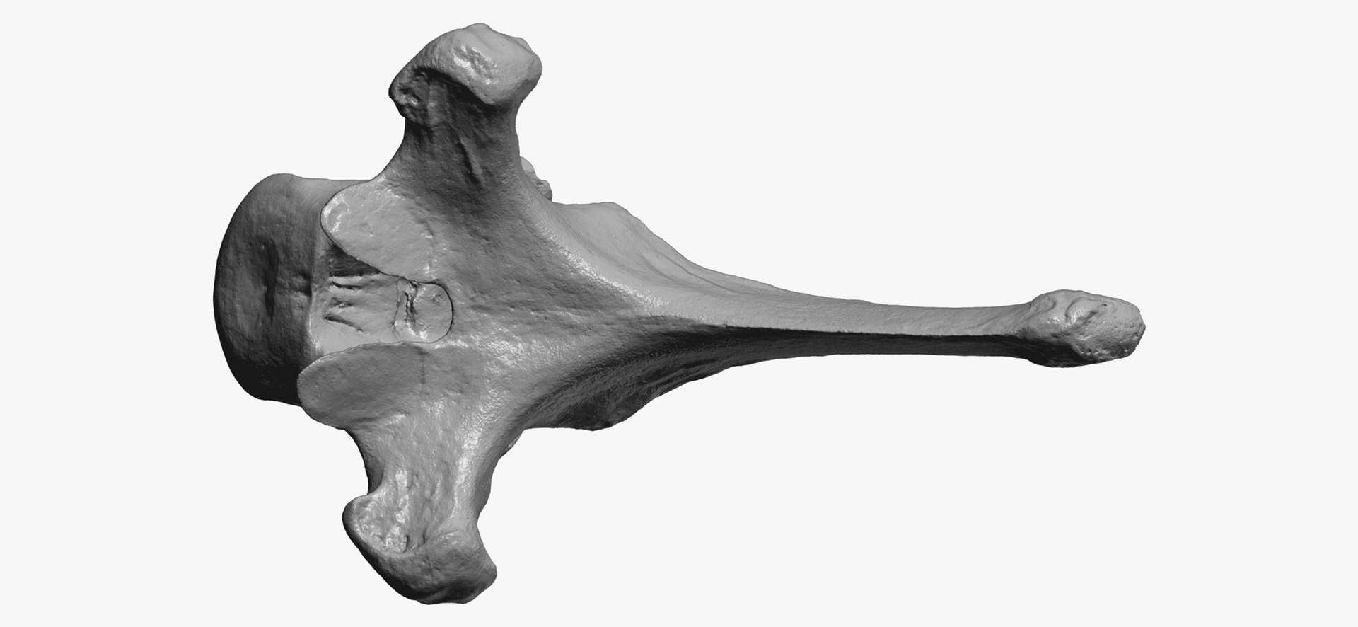 3D Bear (Ursus) Thoracic Vertebrae T6 RAW Scan - TurboSquid 1862027