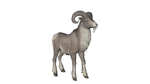 Game-Ready Wildlife Animal 3D