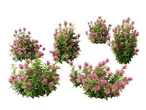 3D Justicia carnea - Brazilian Plume