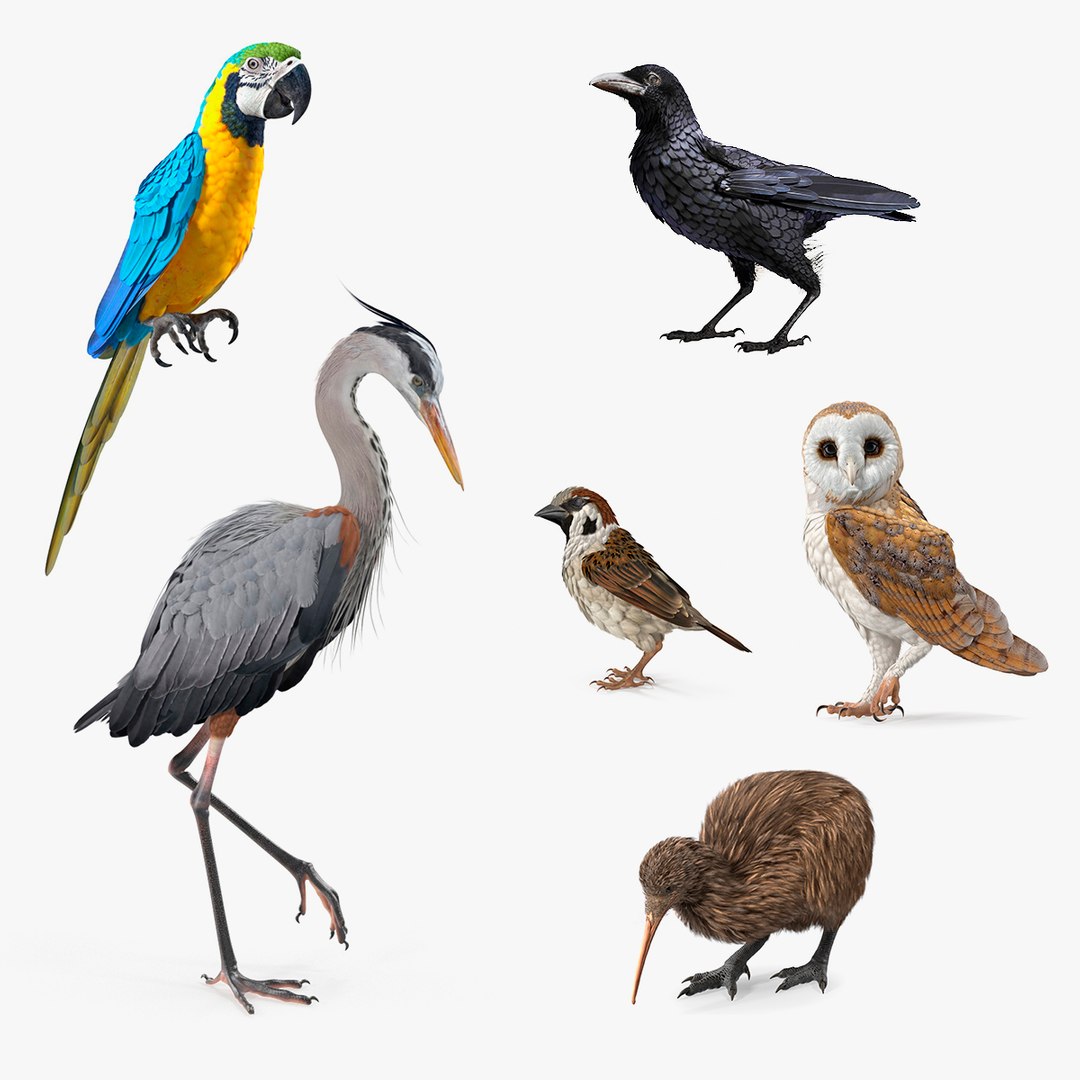Birds Collection 4 3D model preview
