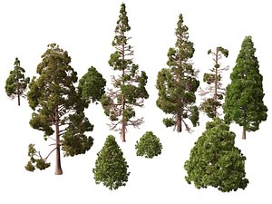 Cryptomeria japonica - Japanese cedar 02 LowPoly