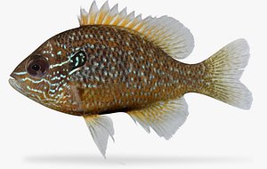 Lepomis marginatus Dollar Sunfish