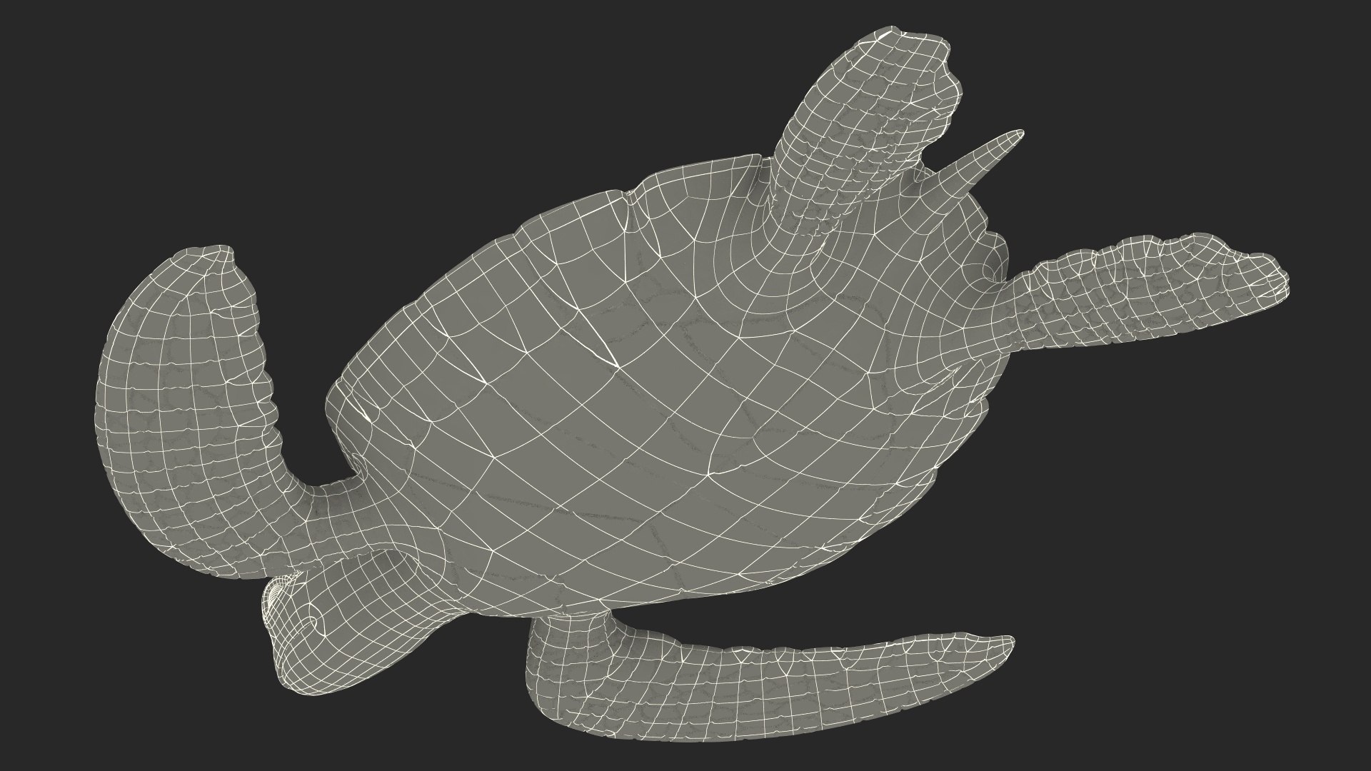 Realistic Sea Turtle Rigged for Maya model https://p.turbosquid.com/ts-thumb/2K/aUsuSo/36/realisticseaturtleriggedformayavray3dmodel031/jpg/1715209804/1920x1080/fit_q87/2f6e1c8c4396933041c9b03f526ecd6c0af18c7b/realisticseaturtleriggedformayavray3dmodel031.jpg
