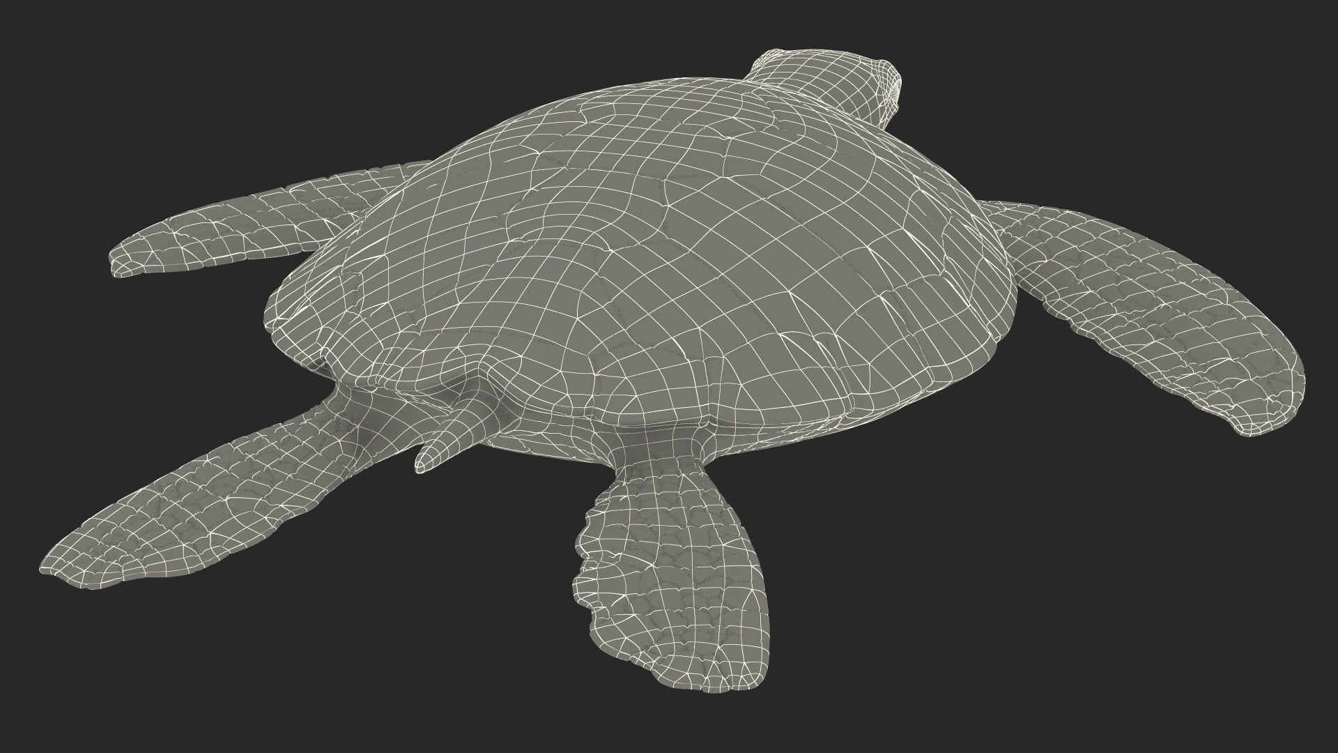 Realistic Sea Turtle Rigged for Maya model https://p.turbosquid.com/ts-thumb/2K/aUsuSo/6B/realisticseaturtleriggedformayavray3dmodel029/jpg/1715209794/1920x1080/fit_q87/33a836d52095ec12e0024f72d08db9c7be105d32/realisticseaturtleriggedformayavray3dmodel029.jpg