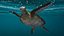 Realistic Sea Turtle Rigged for Maya