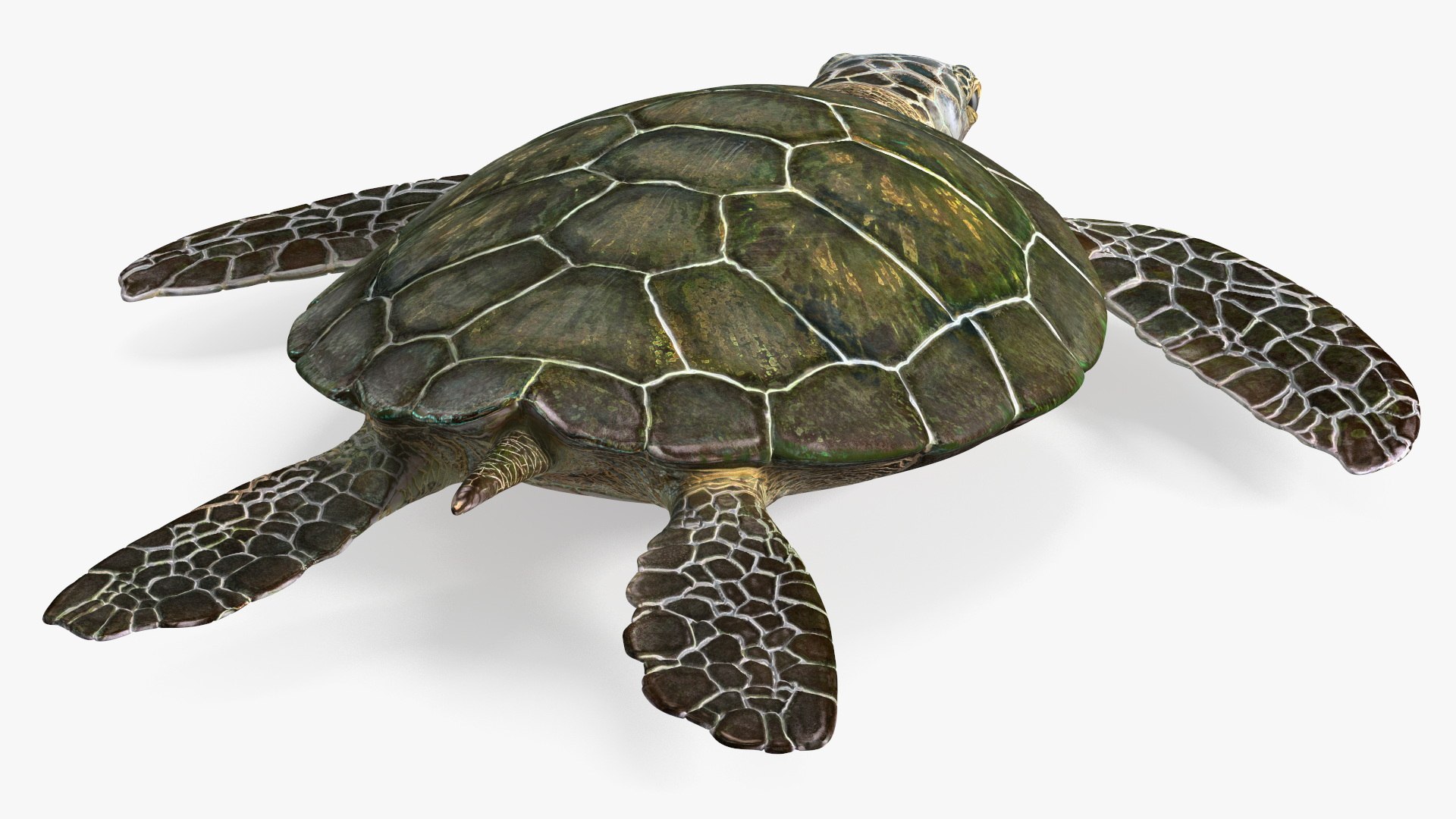 Realistic Sea Turtle Rigged for Maya model https://p.turbosquid.com/ts-thumb/2K/aUsuSo/KT/realisticseaturtleriggedformayavray3dmodel018/jpg/1715209736/1920x1080/fit_q87/a6f5ffee121ce7d41d5ec2bc6cf4862308c1d5ce/realisticseaturtleriggedformayavray3dmodel018.jpg