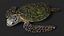 Realistic Sea Turtle Rigged for Maya