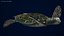 Realistic Sea Turtle Rigged for Maya