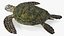 Realistic Sea Turtle Rigged for Maya