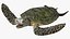 Realistic Sea Turtle Rigged for Maya