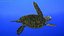 Realistic Sea Turtle Rigged for Maya
