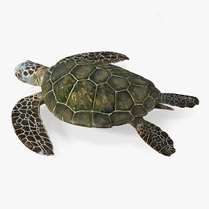 Realistic Sea Turtle Rigged for Maya model