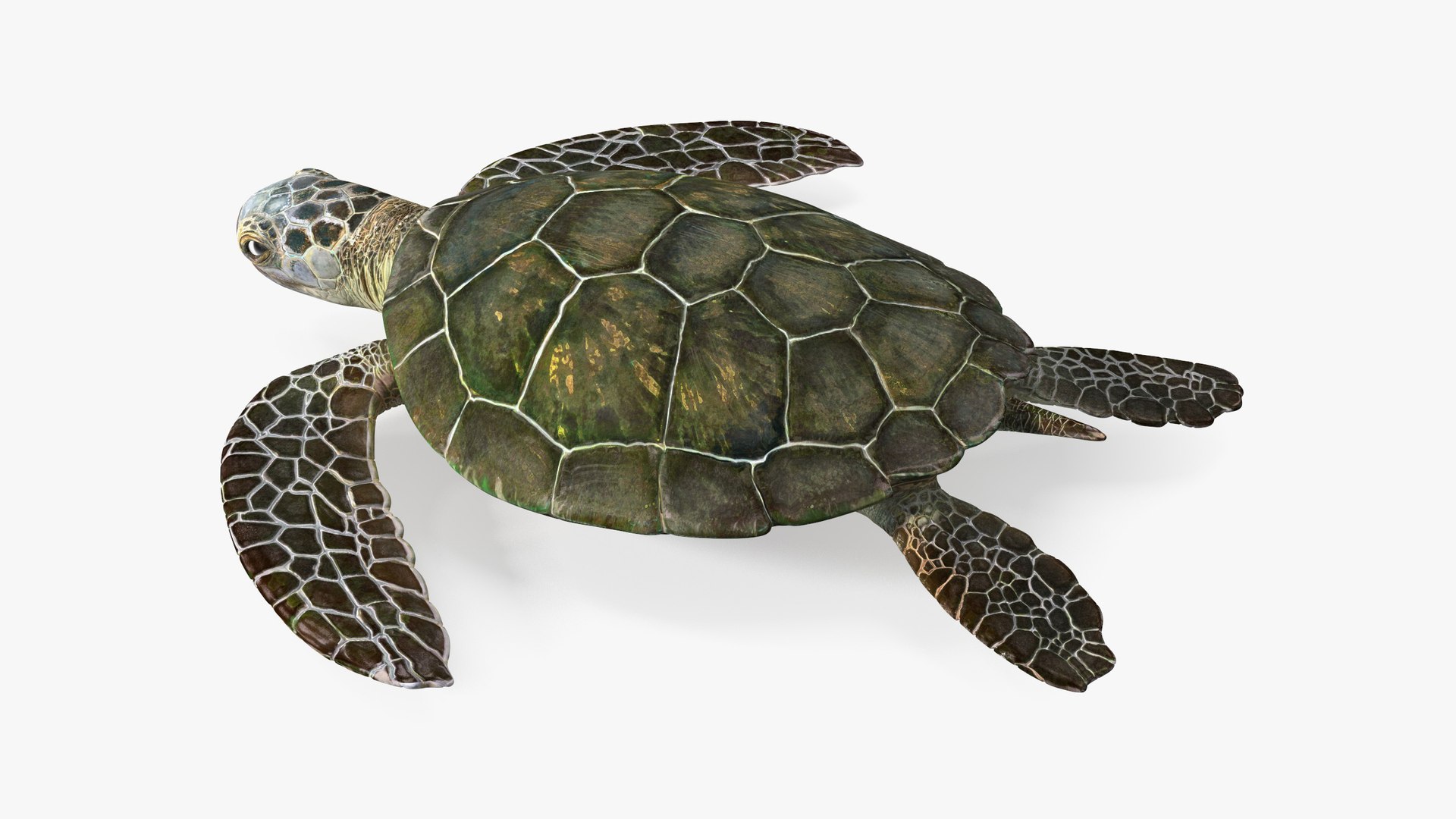 Realistic Sea Turtle Rigged for Maya model https://p.turbosquid.com/ts-thumb/2K/aUsuSo/bE/realisticseaturtleriggedformayavray3dmodel044/jpg/1715209821/1920x1080/fit_q87/5c659a8cc7d46eb6757ad1dc4b41ffa102cbd40c/realisticseaturtleriggedformayavray3dmodel044.jpg
