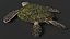 Realistic Sea Turtle Rigged for Maya