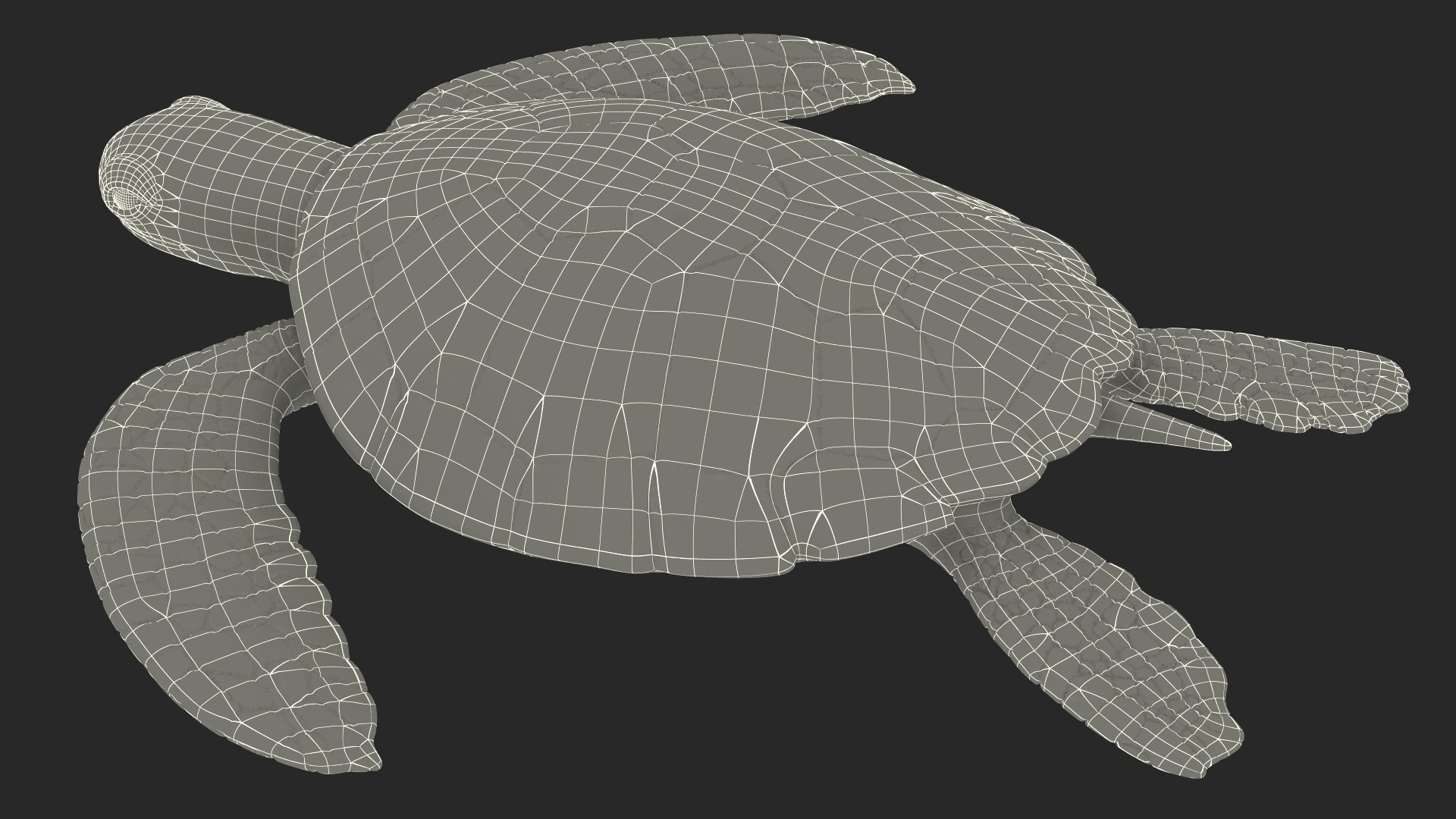 Realistic Sea Turtle Rigged for Maya model https://p.turbosquid.com/ts-thumb/2K/aUsuSo/mK/realisticseaturtleriggedformayavray3dmodel028/jpg/1715209789/1920x1080/fit_q87/705cc10905b64e778c744bb17556b2507c98f314/realisticseaturtleriggedformayavray3dmodel028.jpg