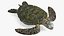 Realistic Sea Turtle Rigged for Maya