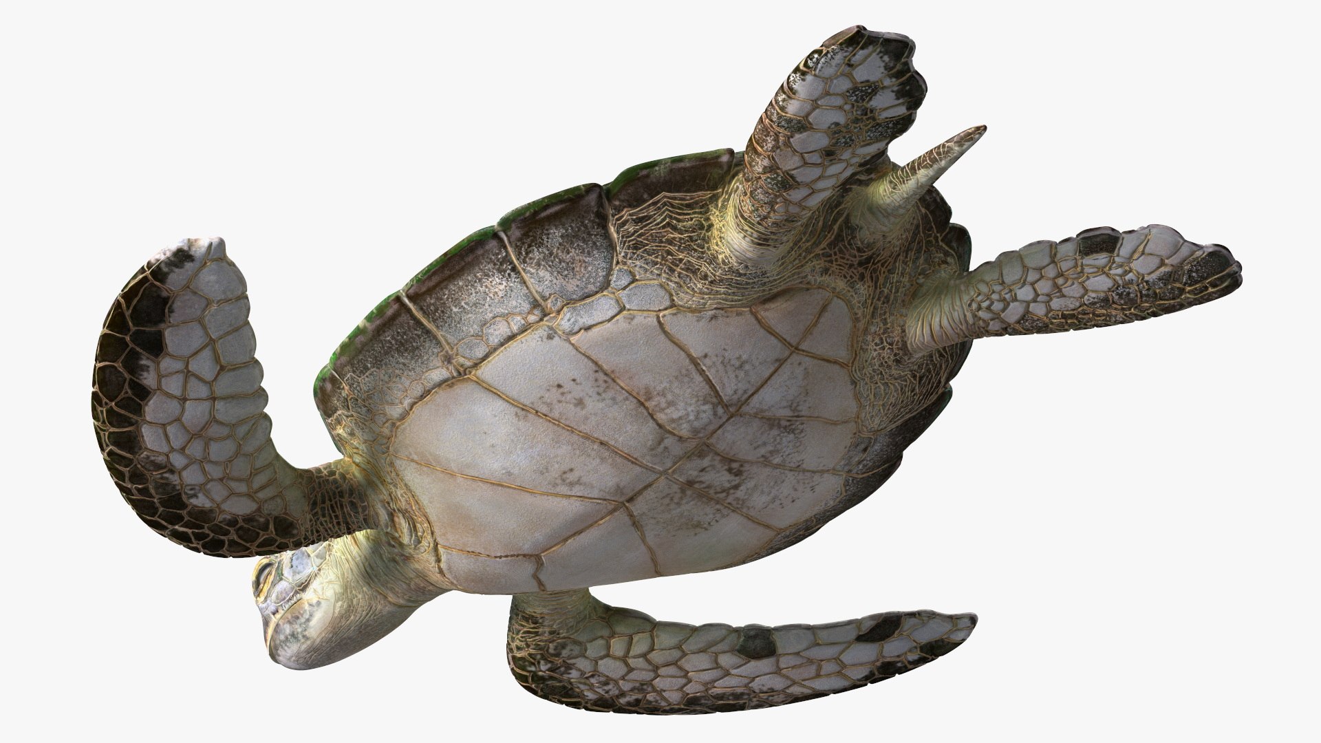 Realistic Sea Turtle Rigged for Maya model https://p.turbosquid.com/ts-thumb/2K/aUsuSo/ry/realisticseaturtleriggedformayavray3dmodel019/jpg/1715209742/1920x1080/fit_q87/a4e05318a5cc49feac7a08832ba9800c0dd0b355/realisticseaturtleriggedformayavray3dmodel019.jpg
