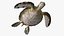 Realistic Sea Turtle Rigged for Maya