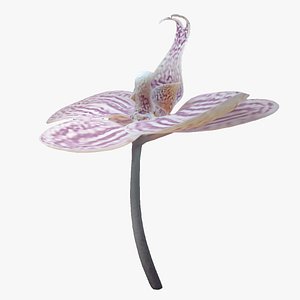 Moth Orchids - Phalaenopsis model