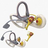 Bony Labyrinth Human Inner Ear Medical Model