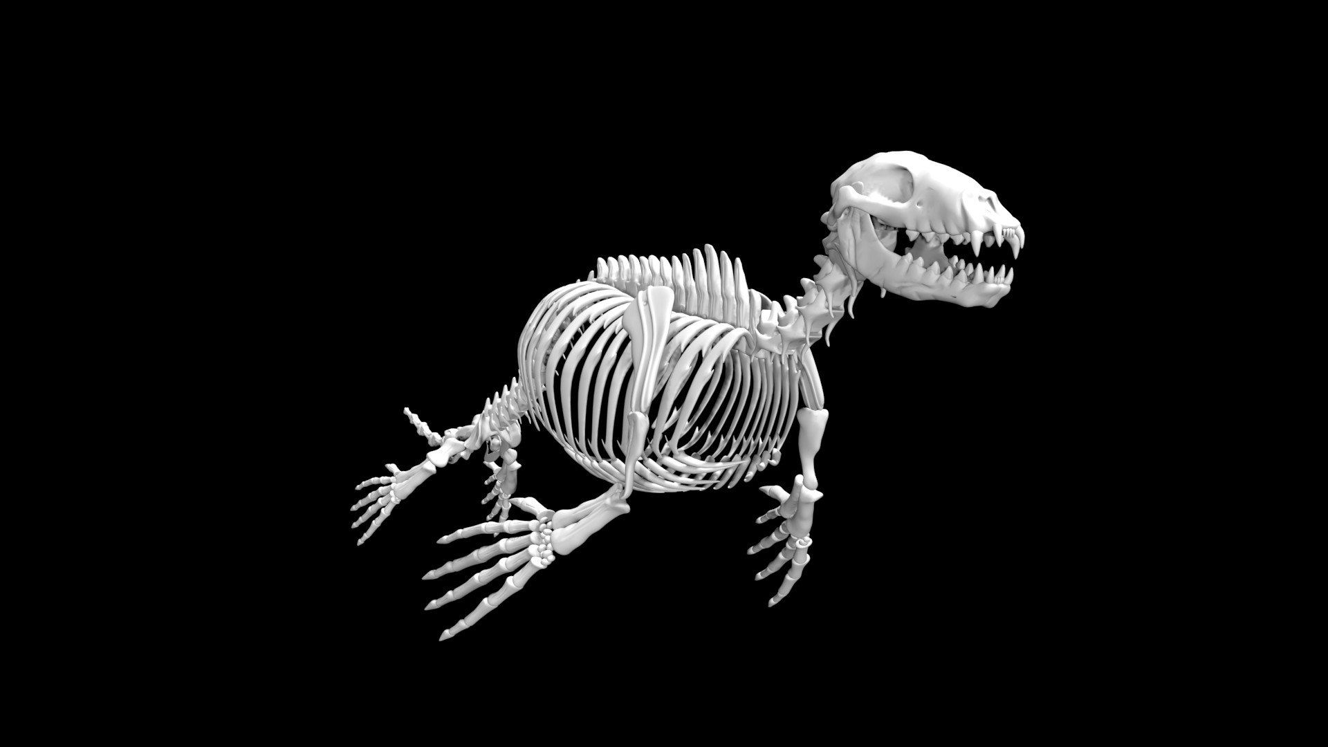 Seal Skeleton Model - TurboSquid 1886444