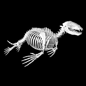 Seal skeleton model