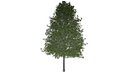 Shingle Oak Tree - 09 -