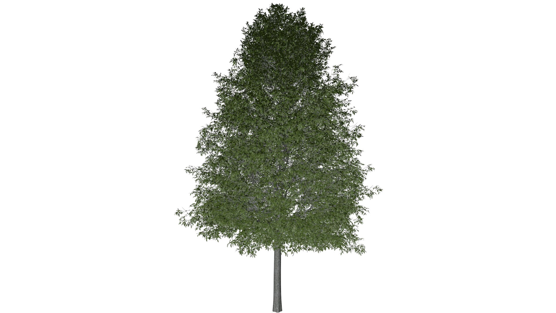 3D Shingle Oak Tree Collection https://p.turbosquid.com/ts-thumb/2L/1C0IPd/mW/shingleoak_09_030/png/1792120763/1920x1080/fit_q87/b35fa725484ffc607eaf8cbad6dd298663041812/shingleoak_09_030.jpg
