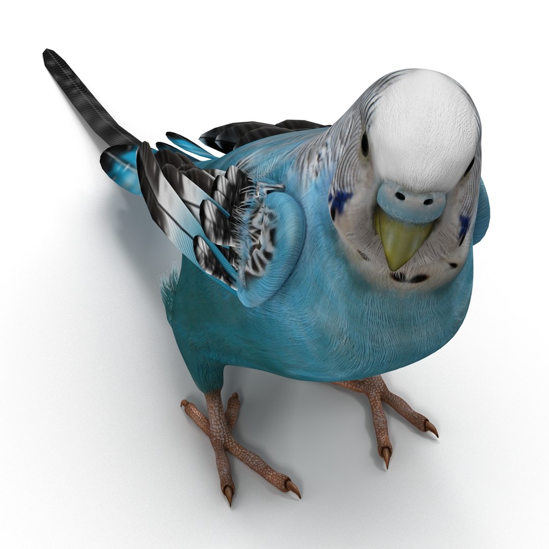 budgerigar pose 1 3d c4d https://p.turbosquid.com/ts-thumb/2L/6NnKC1/44m7ke4l/budgerigarpose1_24/jpg/1417538935/1920x1080/fit_q87/12ca8e398eb0a74674ab040ec430dee47f65bb64/budgerigarpose1_24.jpg