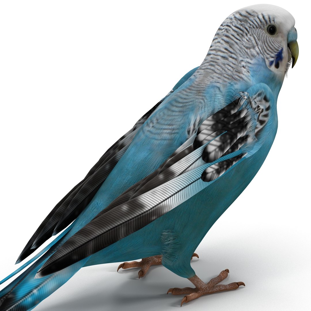 budgerigar pose 1 3d c4d https://p.turbosquid.com/ts-thumb/2L/6NnKC1/7rWdPHlO/budgerigarpose1_26/jpg/1417538937/1920x1080/fit_q87/b24d37e76d1abcf4675071b94f38cb88ff902358/budgerigarpose1_26.jpg