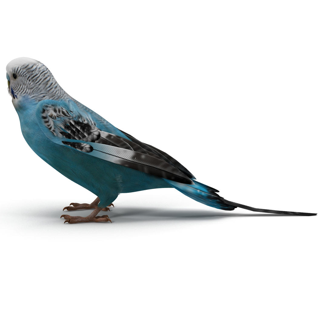 budgerigar pose 1 3d c4d https://p.turbosquid.com/ts-thumb/2L/6NnKC1/93401LIb/turntablefile_360/jpg/1417538940/1920x1080/turn_fit_q99/4036d0c84d5120ef7d5d24a154f330aba4591b2f/turntablefile_360-1.jpg