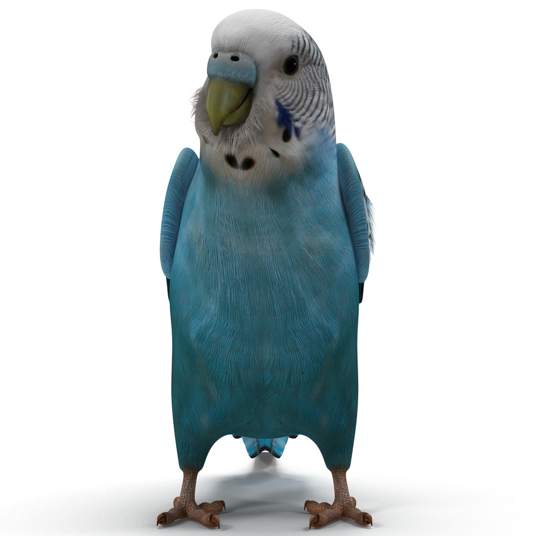 budgerigar pose 1 3d c4d https://p.turbosquid.com/ts-thumb/2L/6NnKC1/BOxUERle/budgerigarpose1_14/jpg/1417538895/1920x1080/fit_q87/b5708f8b0029ec34a6948cf1d23d7d8b684bb397/budgerigarpose1_14.jpg