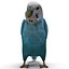 Budgerigar Pose 1